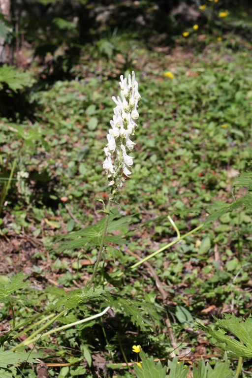 Изображение особи Aconitum orientale.