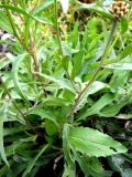 Centaurea jacea