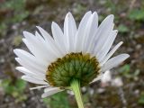 Leucanthemum ircutianum