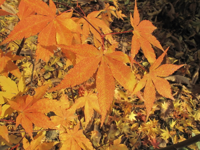 Изображение особи Acer palmatum.