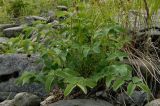 Sanguisorba officinalis. Прикорневые листья. Полярный Урал, берег Юнъяхи. 22.07.2011.