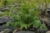 Sanguisorba officinalis. Прикорневые листья. Полярный Урал, берег Юнъяхи. 22.07.2011.