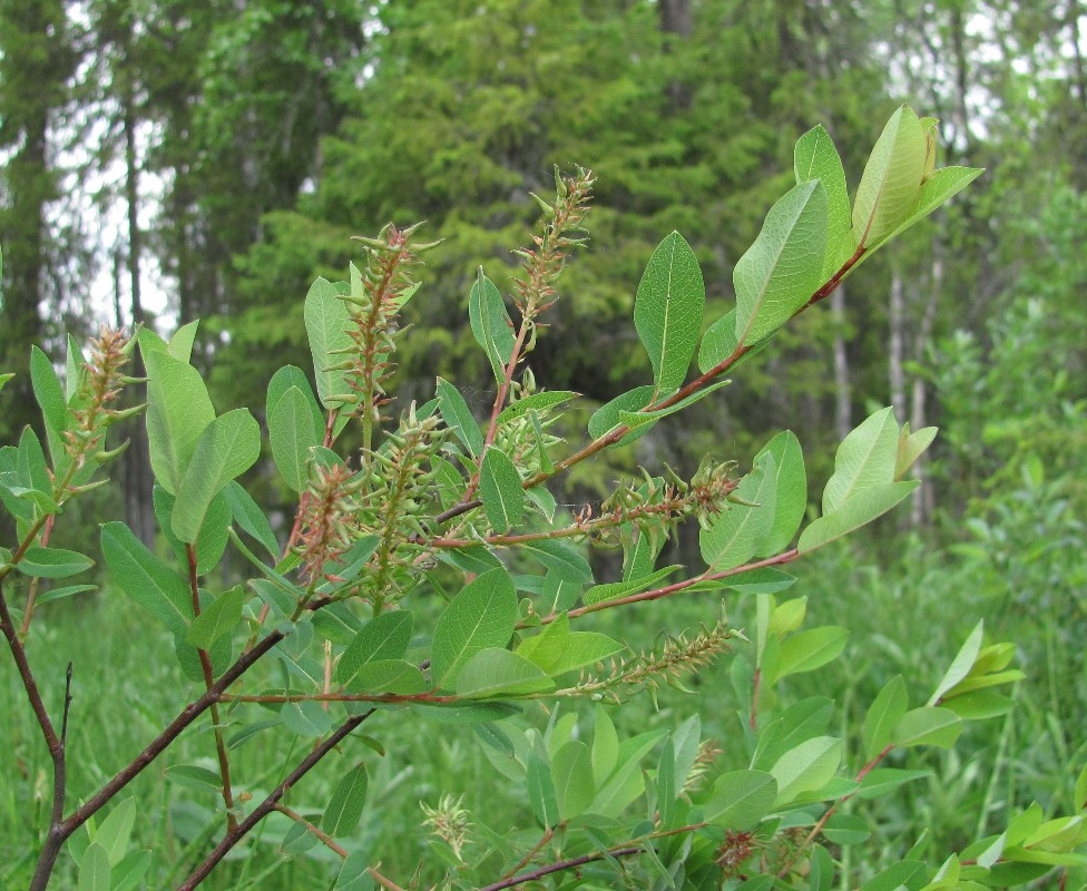 Изображение особи Salix myrtilloides.