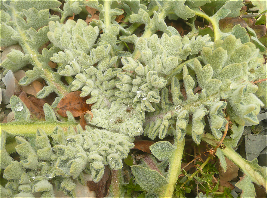 Image of Glaucium flavum specimen.