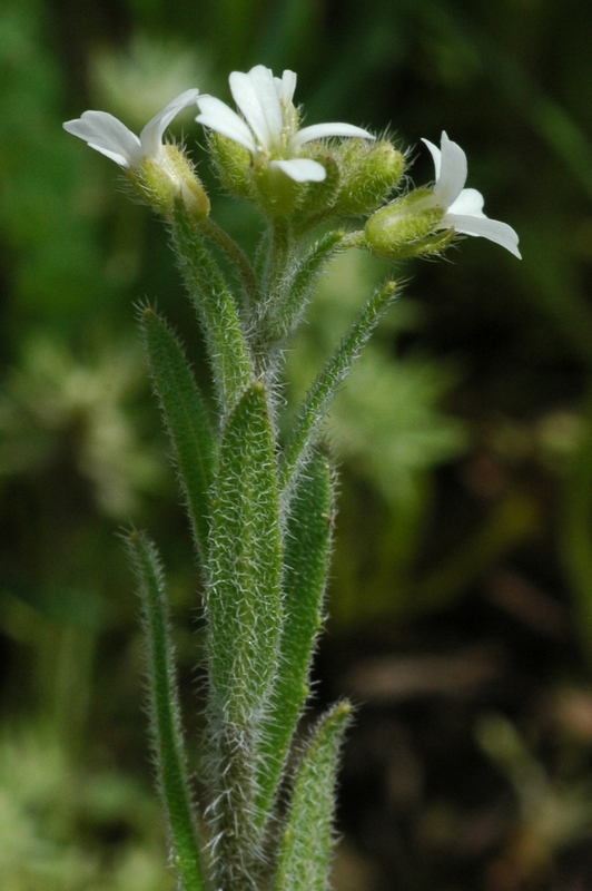 Image of Cryptospora falcata specimen.