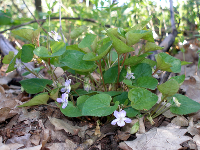 Image of Viola tanaitica specimen.