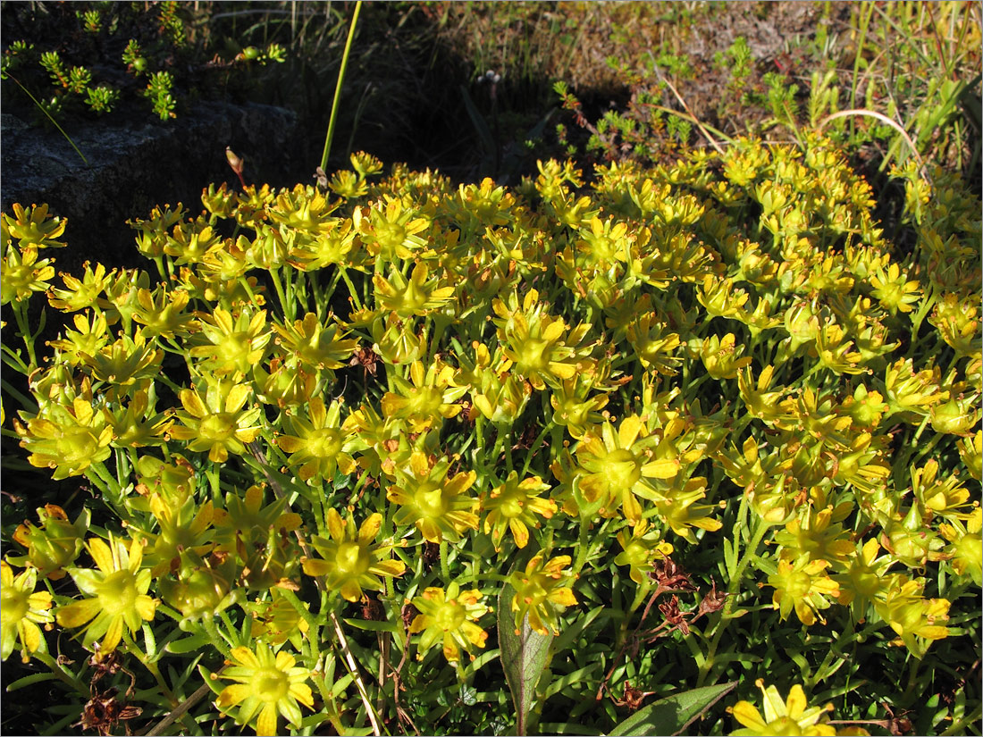 Image of Saxifraga aizoides specimen.