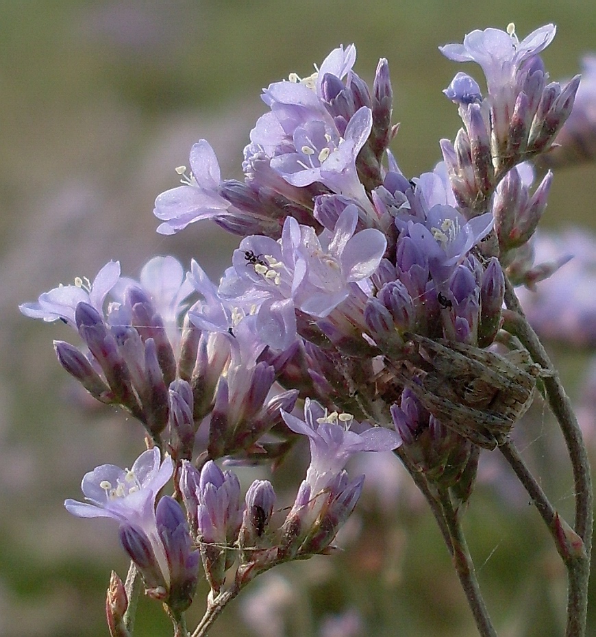 Изображение особи Limonium scoparium.
