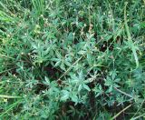 Potentilla erecta. Отцветающее и начинающее плодоносить растение. Ярославская обл., Переславский р-н, окр. с. Копнино, пойма р. Нерль. 08.07.2011.