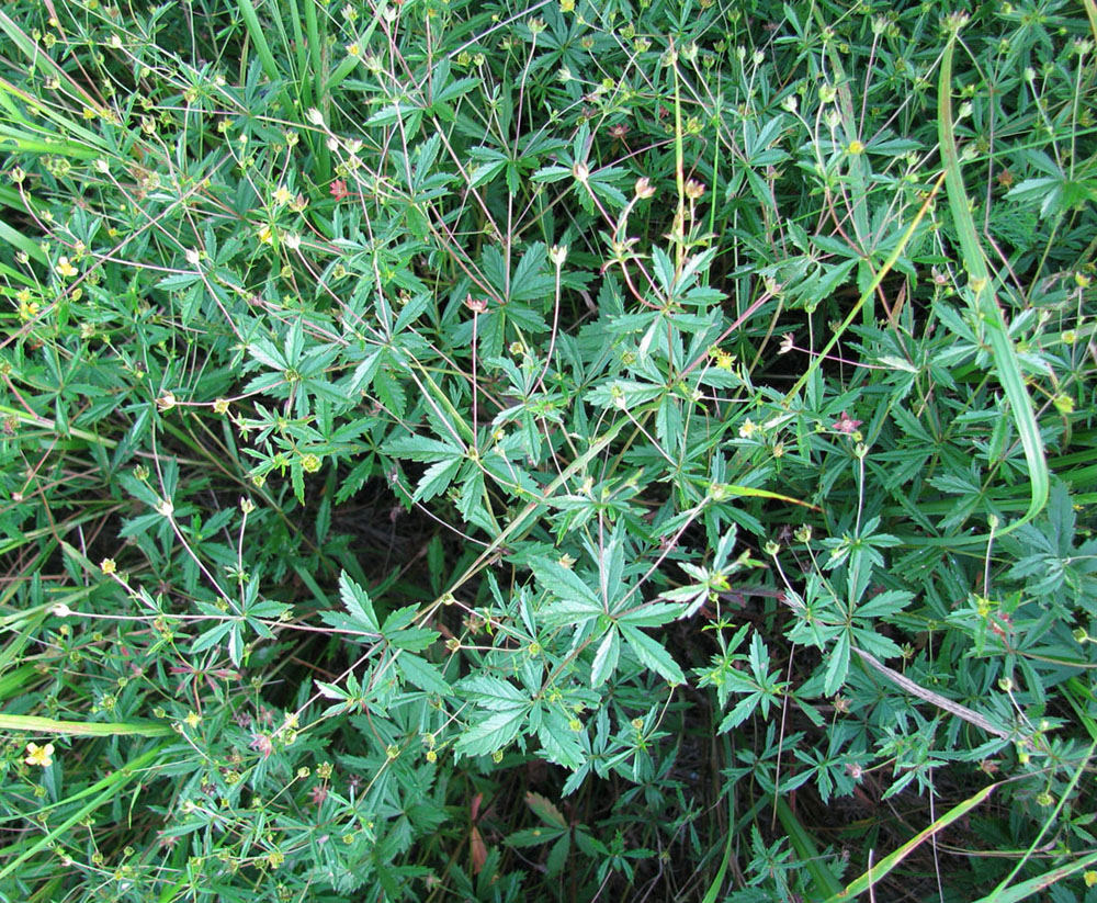 Изображение особи Potentilla erecta.