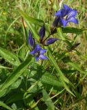 Gentiana asclepiadea