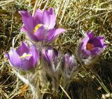 Pulsatilla patens