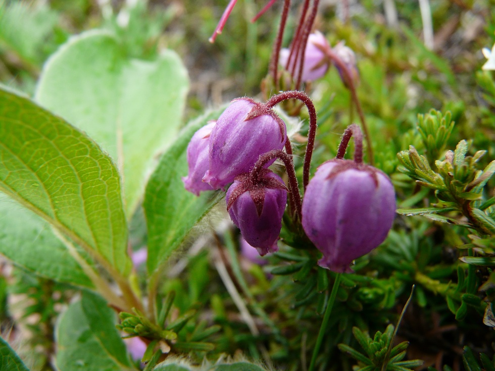 Изображение особи Phyllodoce caerulea.