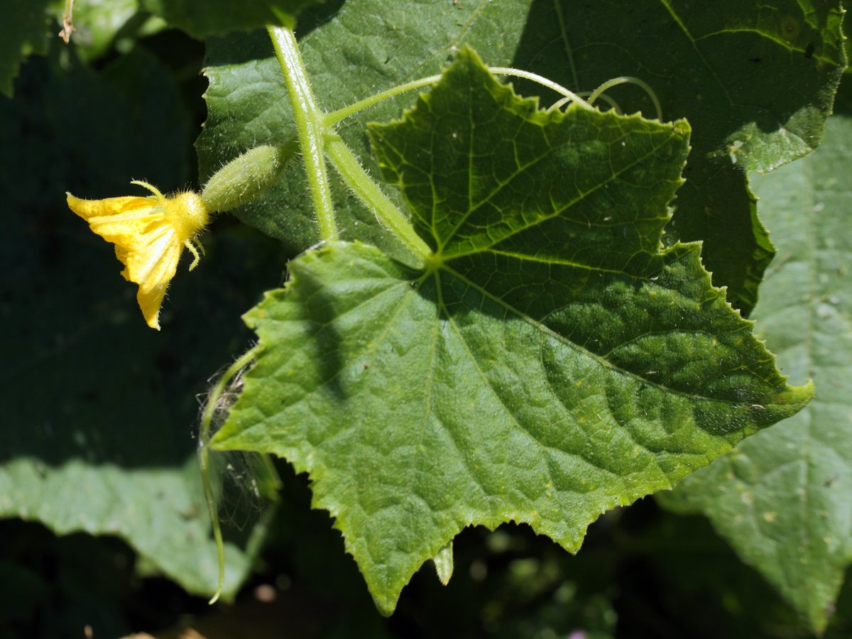 Изображение особи Cucumis sativus.