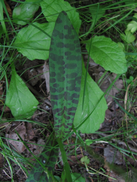 Изображение особи Dactylorhiza fuchsii.