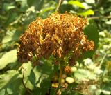 Thalictrum aquilegiifolium