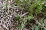 Taraxacum assurgens