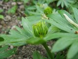 Eranthis hyemalis