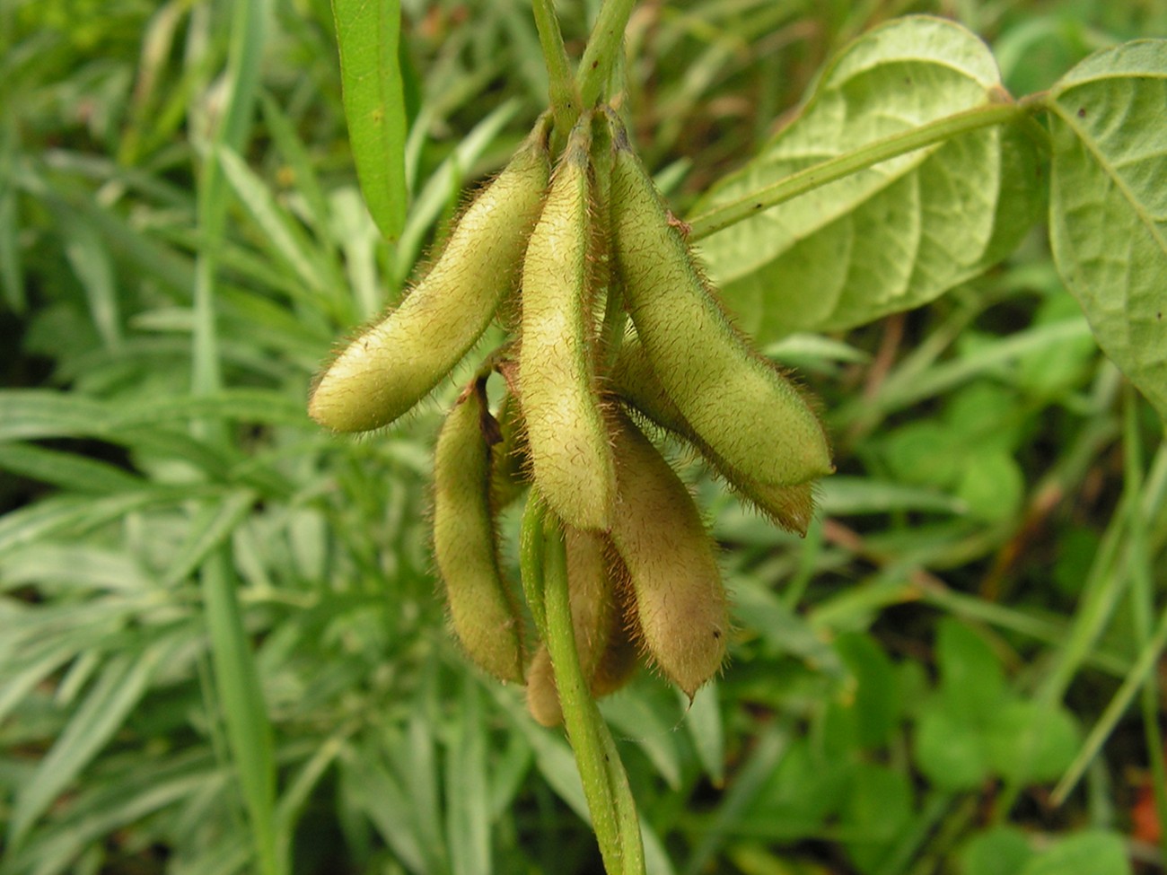 Изображение особи Glycine soja.