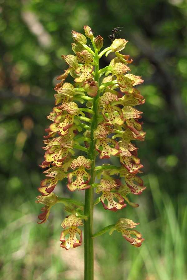 Изображение особи Orchis &times; wulffiana.