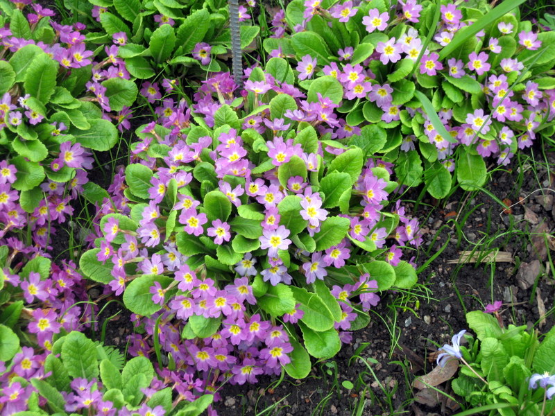 Image of Primula vulgaris specimen.