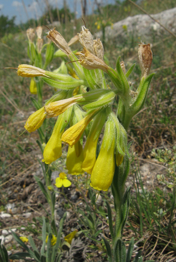 Image of Onosma taurica specimen.