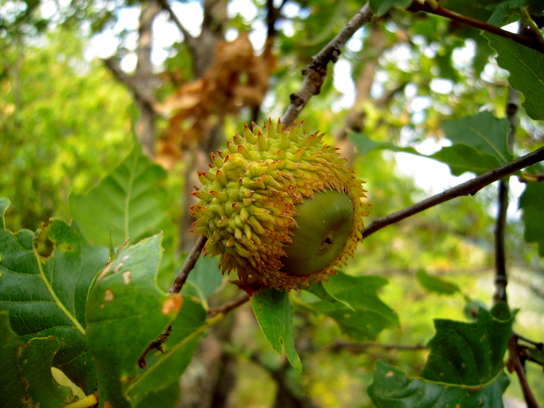 Image of Quercus castaneifolia specimen.