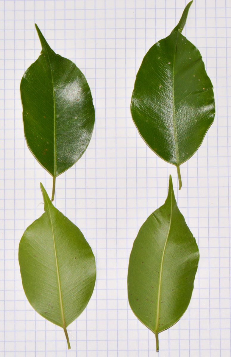Image of Ficus benjamina specimen.