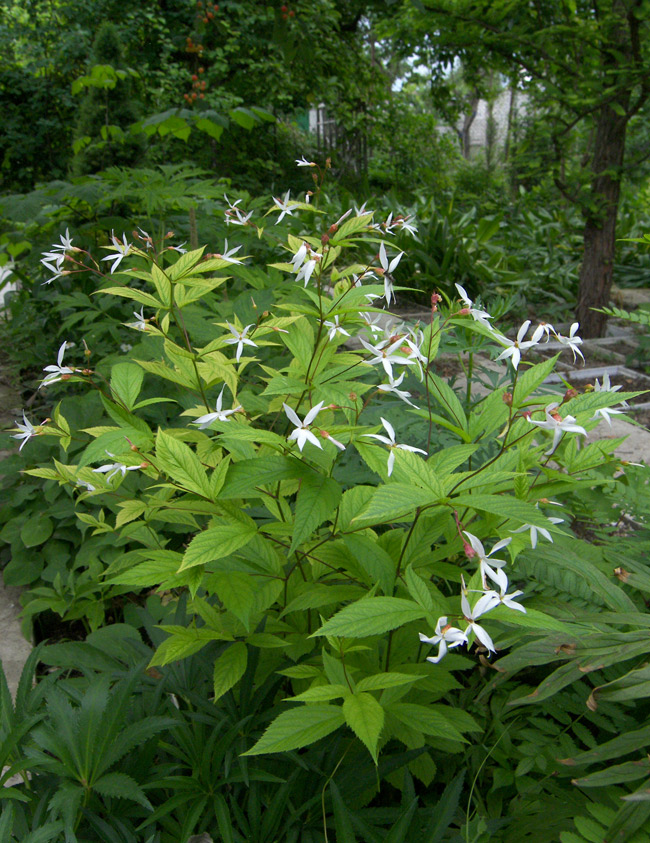 Image of Gillenia trifoliata specimen.