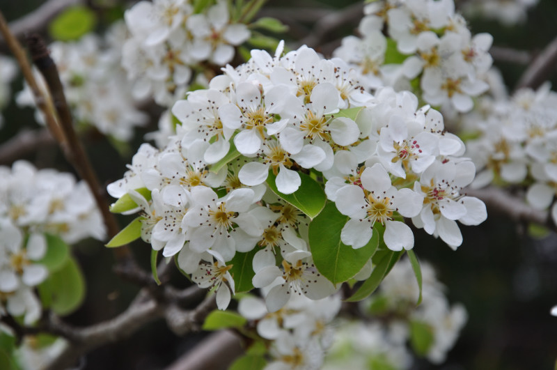 Image of Pyrus amygdaliformis specimen.