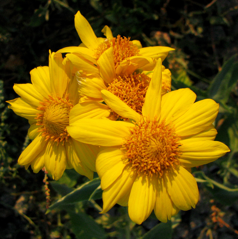 Image of genus Ximenesia specimen.