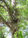 Gleditsia triacanthos. Часть ствола с колючками. Зап. Крым, г. Саки, сквер у санатория им. Н.Н. Бурденко. 29.08.2011.
