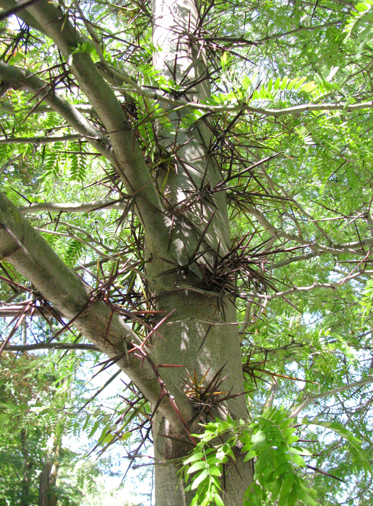 Изображение особи Gleditsia triacanthos.