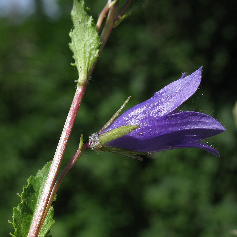 Изображение особи Campanula sphaerocarpa.