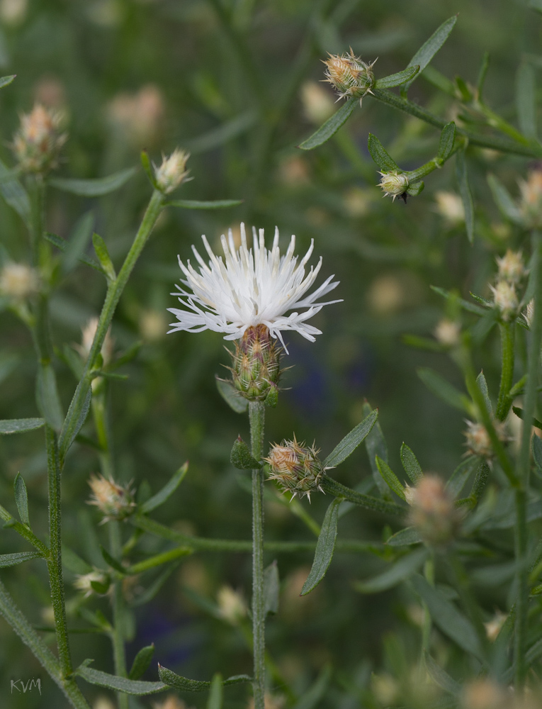 Изображение особи Centaurea diffusa.