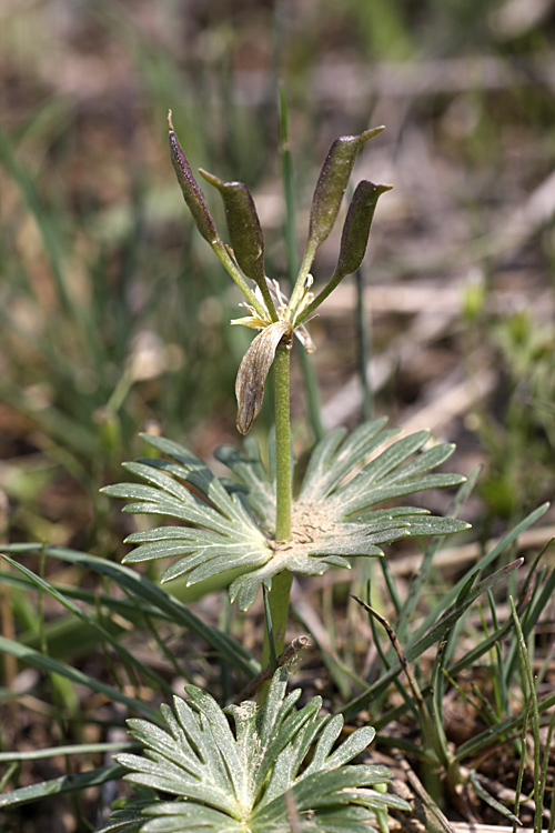 Image of Eranthis longistipitata specimen.