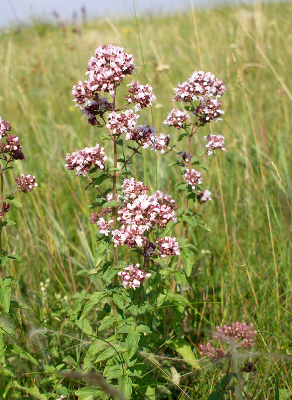 Изображение особи Origanum vulgare.