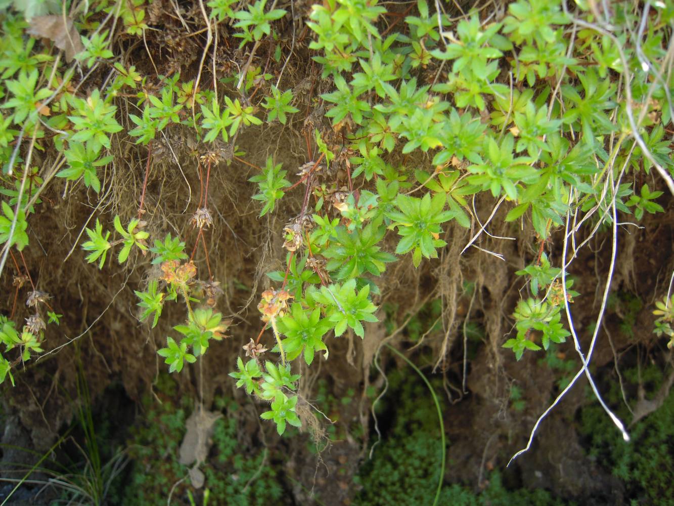 Image of Androsace lehmanniana specimen.