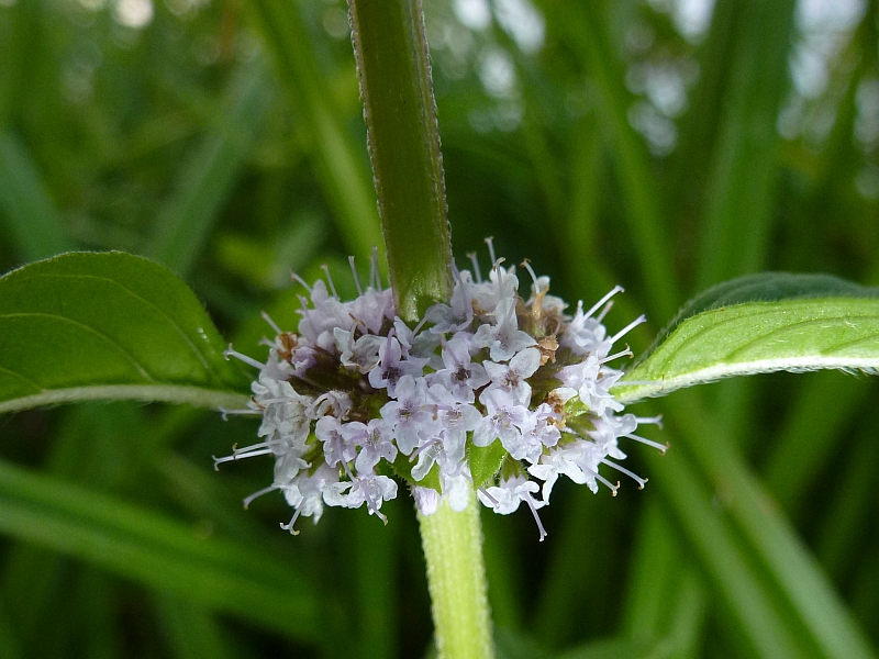 Image of Mentha arvensis specimen.