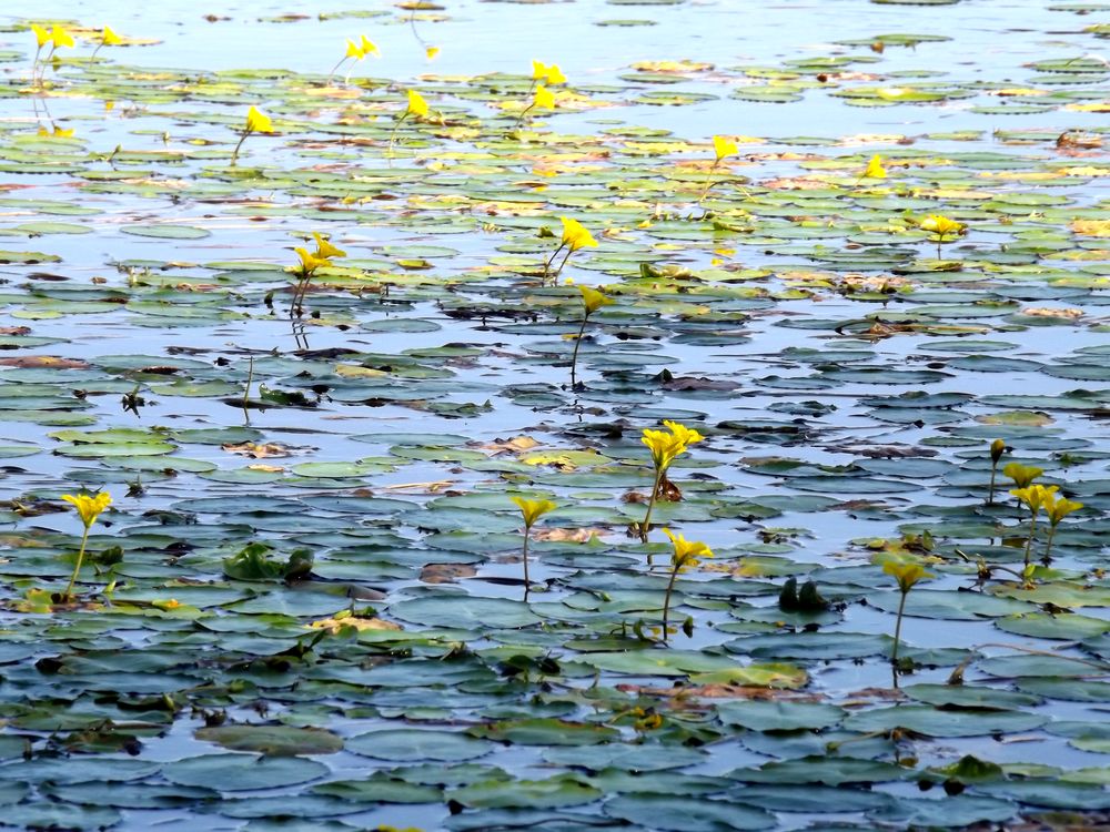 Image of Nymphoides peltata specimen.