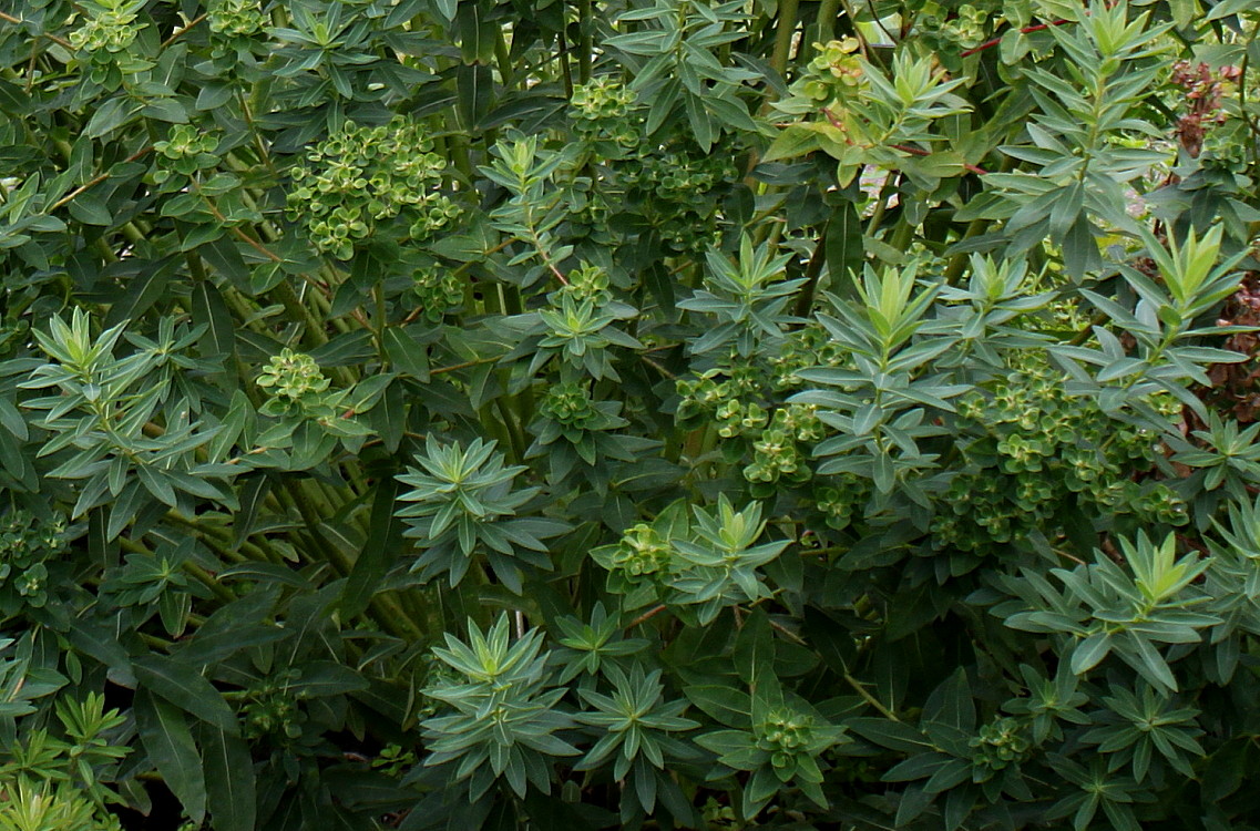 Image of genus Euphorbia specimen.