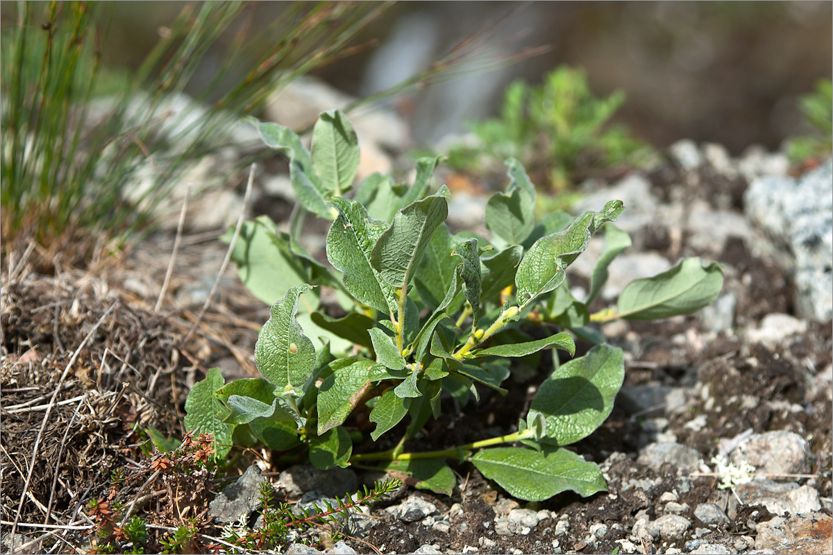 Изображение особи Salix lanata.