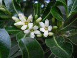 Pittosporum tobira. Соцветие. Крым, г. Ялта, в культуре. 19 мая 2012 г.