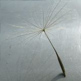 Tragopogon dubius подвид major. Зрелая семянка, длина от центра \"парашютика\" до кончика плода - 4 см.