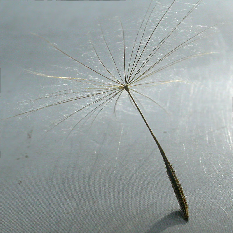 Image of Tragopogon dubius ssp. major specimen.