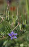 Erodium ciconium
