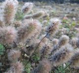 Trifolium arvense