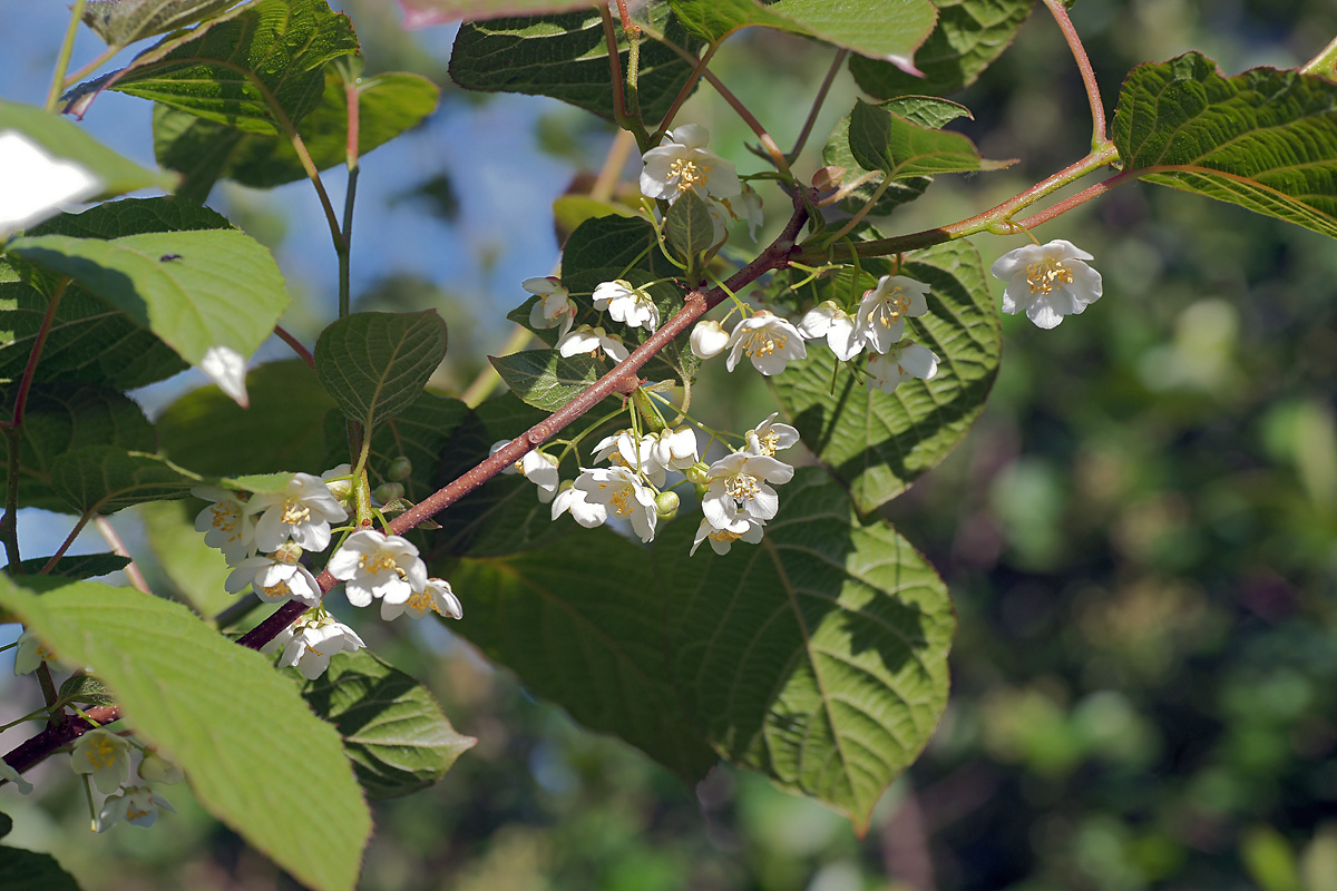 Изображение особи Actinidia kolomikta.