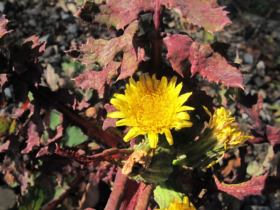 Изображение особи Sonchus oleraceus.