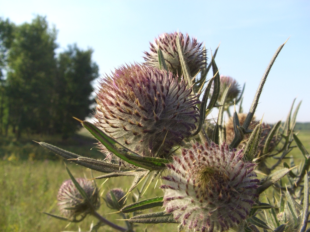 Image of Cirsium polonicum specimen.